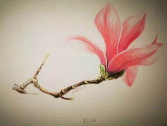 “樱花烂漫时，春日里重逢”——黑料网
2019级本科生举行“抗疫”主题团日活动